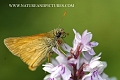 large skipper butterfly-2